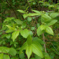 10 Graines de Chèvrefeuille de Mandchourie, Lonicera ruprechtiana