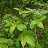 3 Graines de Chèvrefeuille de Mandchourie, Lonicera ruprechtiana