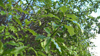 7 Graines de Pittosporum tenuifolium, Pittospore à petites feuilles