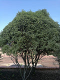 3 Graines de Pittosporum tenuifolium, Pittospore à petites feuilles