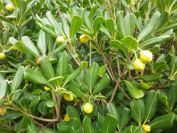 5 Graines de Pittosporum tobira, Pittospore du Japon