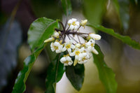 3 Graines de Pittosporum undulatum, pittosporum sucré