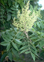 3 Graines de Rhus copallina, Rhus copallinum, Sumac ailé, Sumac brillant, Sumac nain, Sumac flamboyant