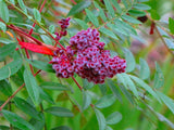 7 Graines de Rhus copallina, Rhus copallinum, Sumac ailé, Sumac brillant, Sumac nain, Sumac flamboyant