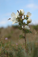 7 Graines de Rosier pimprenelle, Rosa pimpinellifolia