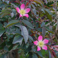 10 Graines de Rosier à feuilles rouges, Rosa rubrifolia