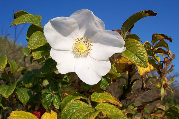 7 Graines de Rosier rugueux blanc, Rosa rugosa var. alba