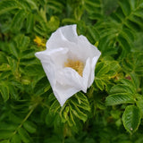 3 Graines de Rosier rugueux blanc, Rosa rugosa var. alba