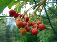 5 Graines d'Alisier blanc, Sorbus aria