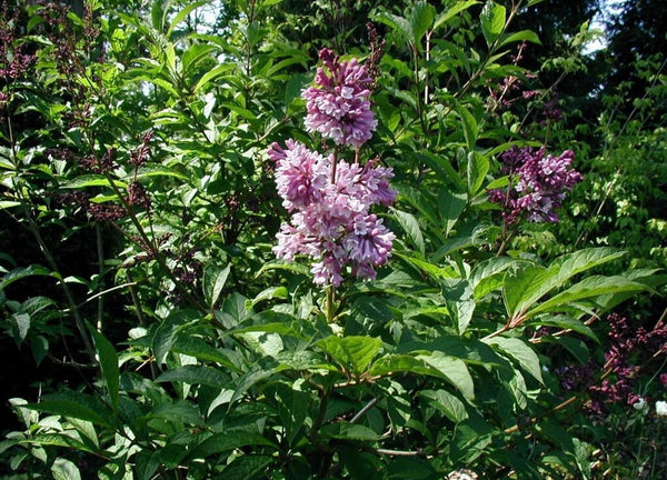 3 Graines de Lilas de Hongrie, Syringa josikaea