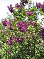 10 Graines de Lilas Commun, Syringa vulgaris