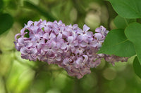 10 Graines de Lilas Commun, Syringa vulgaris