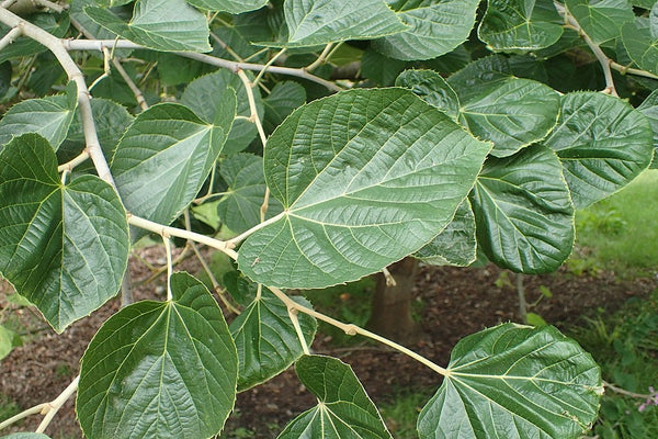 7 Graines de Tilleul de Mandchourie, Tilia mandshurica