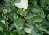 7 Graines de Tilleul argenté, Tilia tomentosa