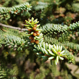 10 Graines de sapin d'Andalousie, Sapin d'Espagne, Abies pinsapo