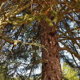 10 Graines de sapin d'Andalousie, Sapin d'Espagne, Abies pinsapo