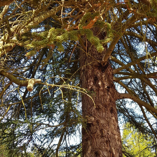 3 Graines de sapin d'Andalousie, Sapin d'Espagne, Abies pinsapo