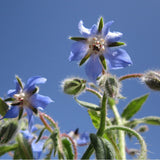 20 Graines de Borago officinalis, Bourrache officinale