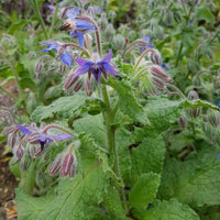 50 Graines de Borago officinalis, Bourrache officinale