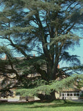 3 Graines de Cèdre de l'Atlas, Cèdre bleu, Cedrus atlantica