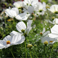 10 Graines de Cosmos bipinnatus 'virgo' ,  Cosmos des jardins