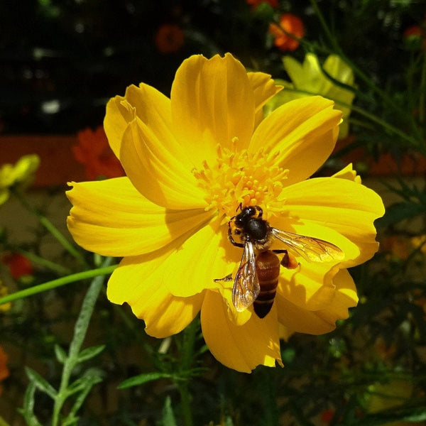 10 Graines de Cosmos sulphureus "limara lemon", Cosmos jaune