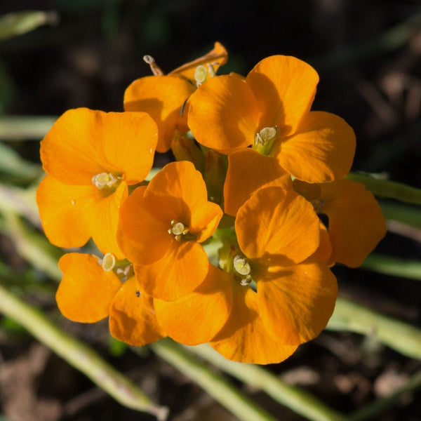 10 Graines de Erysimum perofskianum "Gold shot", Erysimum du Caucase