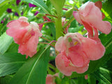 10 Graines de Balsamine des jardins, Impatiens balsamina