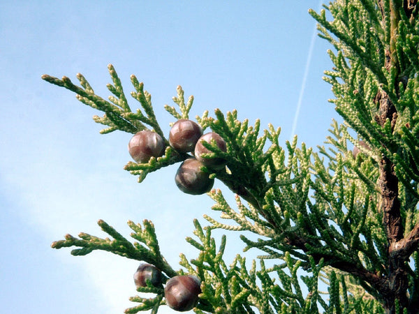 10 Graines de Genévrier de Phénicie, Genévrier rouge, Juniperus phoenicea