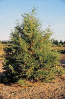 3 Graines de Genévrier des Rocheuses, Juniperus scopulorum