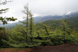 3 Graines de Mélèze du Japon, Larix kaempferi