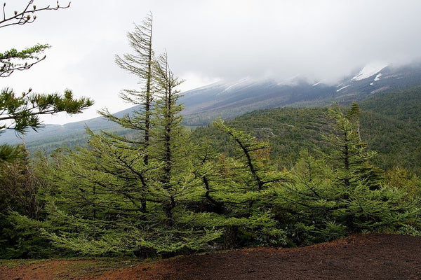 3 Graines de Mélèze du Japon, Larix kaempferi