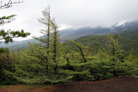 10 Graines de Mélèze du Japon, Larix kaempferi