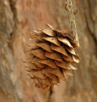 10 Graines de Mélèze du Japon, Larix kaempferi