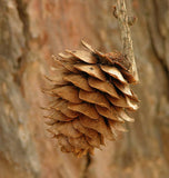 3 Graines de Mélèze du Japon, Larix kaempferi