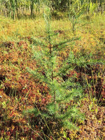 5 Graines de Mélèze d'Amérique, Mélèze laricin, Larix laricina