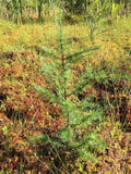 5 Graines de Mélèze d'Amérique, Mélèze laricin, Larix laricina