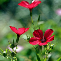 20 Graines de Lin à grandes fleurs rouges, Linum grandiflorum rubrum