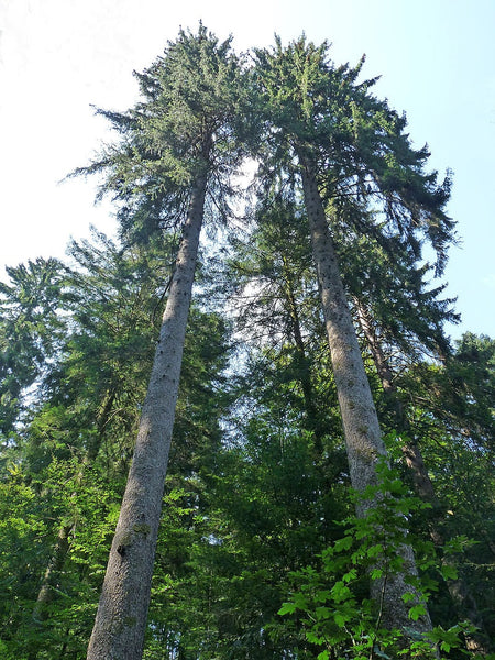 5 Graines de Épicéa commun, Picea abies