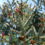 3 Graines de Épicéa du Japon, Picea jezoensis