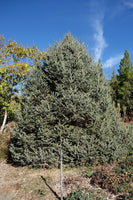 5 Graines de Épicéa du Lijiang, Sapin de Likiang, Picea likiangensis