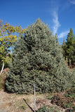 10 Graines de Épicéa du Lijiang, Sapin de Likiang, Picea likiangensis