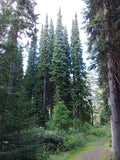 30 Graines de Épicéa de Serbie, Picea omorika