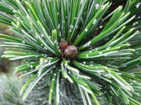 3 Graines de Pin aristé, Pinus aristata