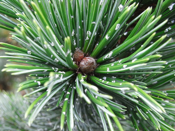 10 Graines de Pin aristé, Pinus aristata