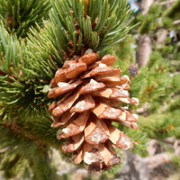 7 Graines de Pin aristé, Pinus aristata