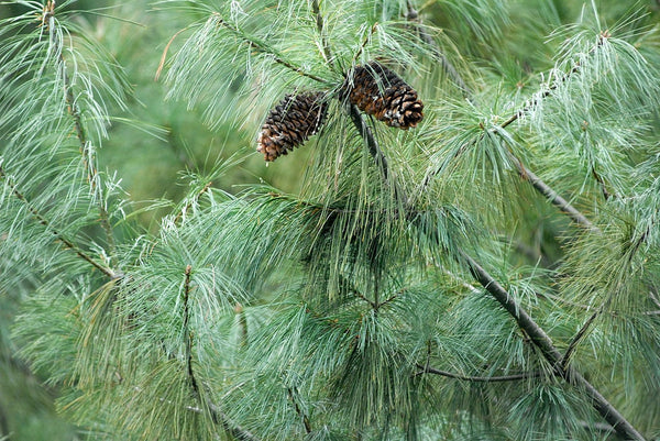 3 Graines de Pin d'Armand, Pinus armandii