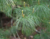 10 Graines de Pin d'Armand, Pinus armandii