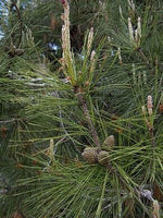 10 Graines de Pin de Calabre, Pinus brutia