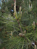 7 Graines de Pin de Calabre, Pinus brutia